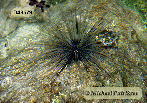 Atlantic Long-spined Sea Urchin (Diadema antillarum)